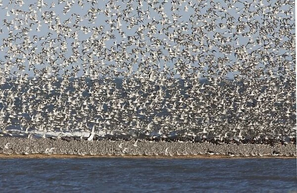 Knot - Packed on sand bar with Oystercatcher's with more Knot flying in - September - North Norfolk UK