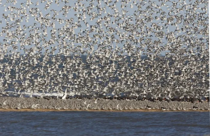Framed Print : Knot - Packed on sand bar with Oystercatcher's with more Knot flying in - September - North Norfolk UK Framed Print : Knot - Packed on sand bar with Oystercatcher's with more Knot flying in - September - North Norfolk UK