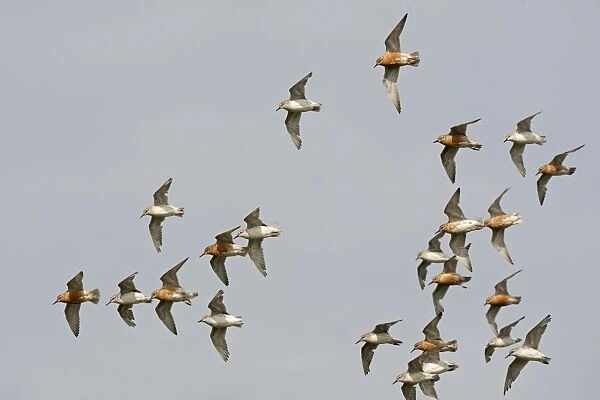 Knot - Small flock flying round, Summer and Juvenile plumage - July - North Norfolk - UK