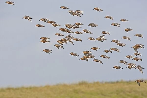 Knot - Small flock landing in Summer plumage - July - Snettisham - Norfolk - UK