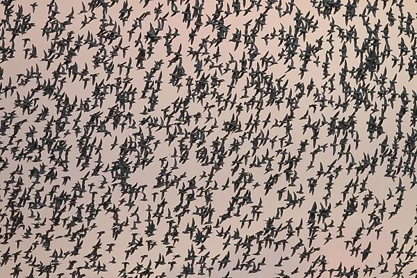 Knot - Thousands of birds leaving their roost and heading out to feed. Norfolk, UK
