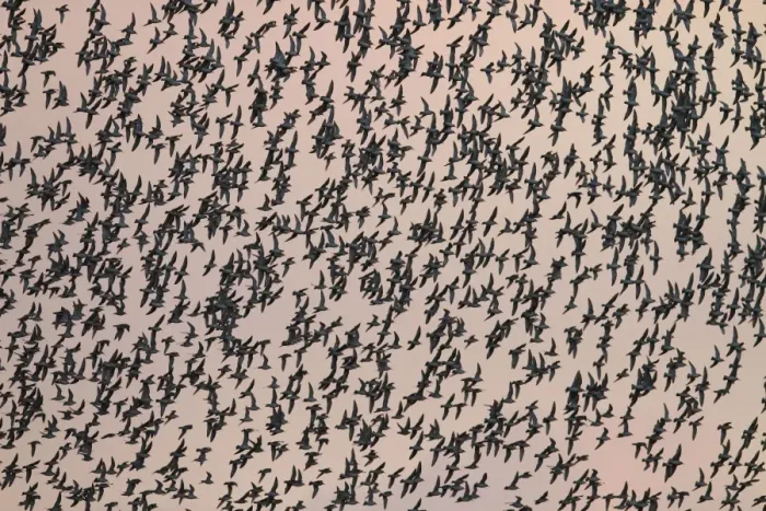 Framed Print : Knot - Thousands of birds leaving their roost and heading out to feed. Norfolk, UK Framed Print : Knot - Thousands of birds leaving their roost and heading out to feed. Norfolk, UK