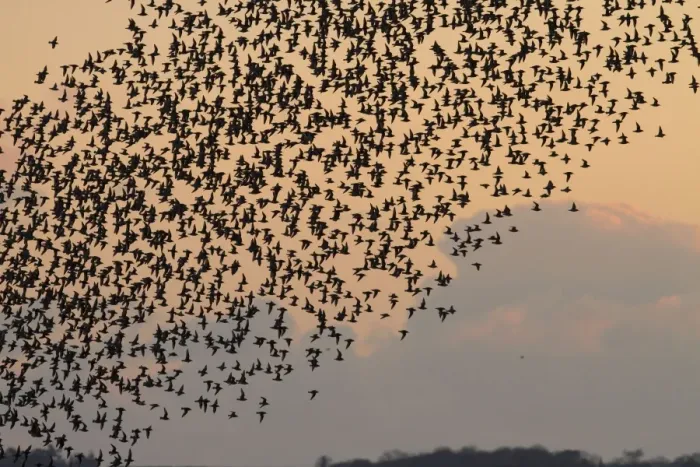 Framed Print : Knot - Thousands of birds leaving their roost and heading out to feed. Norfolk, UK