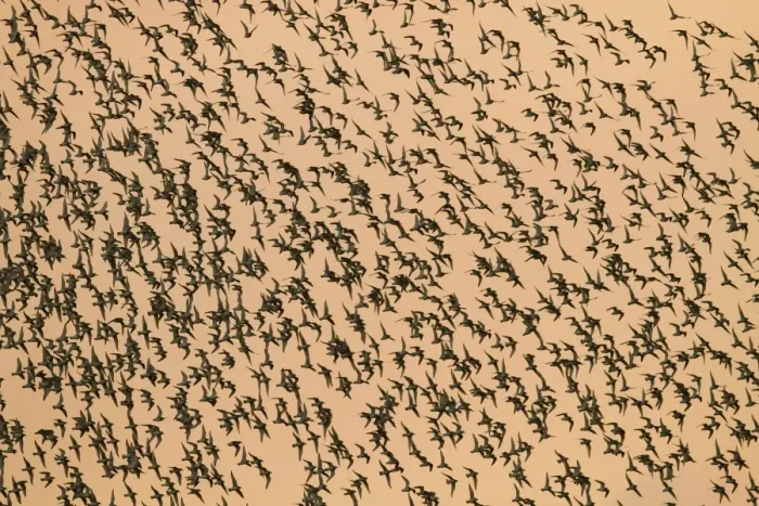 Framed Print : Knot - Thousands of birds leaving their roost and heading out to feed. Norfolk, UK Framed Print : Knot - Thousands of birds leaving their roost and heading out to feed. Norfolk, UK