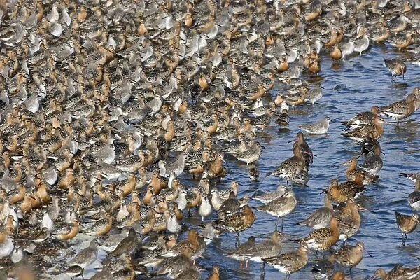 Knot - Tight flock with Black-tailed Godwits - September - Snettisham - Norfolk - UK