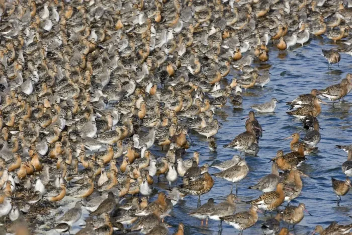 Framed Print : Knot - Tight flock with Black-tailed Godwits - September - Snettisham - Norfolk - UK Framed Print : Knot - Tight flock with Black-tailed Godwits - September - Snettisham - Norfolk - UK