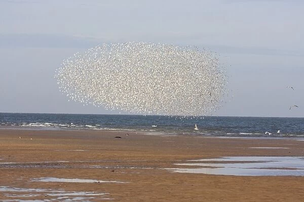 Knot - Tight flock along tide edge avoiding a predator - October - North Norfolk - UK