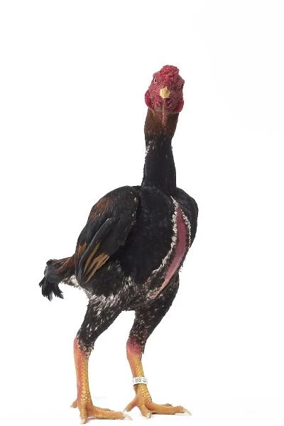 Ko Shamo Chicken Cockerel  /  Rooster