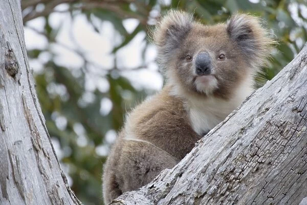 Koala - adult female rests in a comfortable looking tree fork in a tall eucalypt tree - Otway National Park, Victoria, Australia