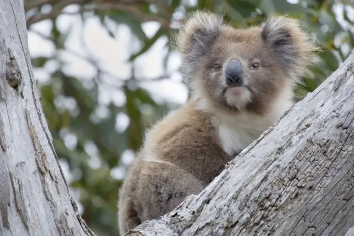 Framed Print : Koala - adult female rests in a comfortable looking tree fork in a tall eucalypt tree - Otway National Park, Victoria, Australia Framed Print : Koala - adult female rests in a comfortable looking tree fork in a tall eucalypt tree - Otway National Park, Victoria, Australia