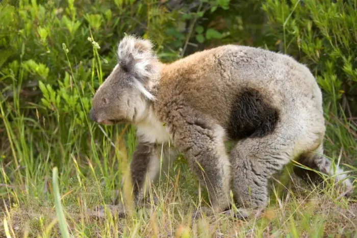 Framed Print : Koala - adult koala which came down with the deadly illness Chlamydia pecorum, also called koala aids, walks on the ground in a coastal eucalypt forest Framed Print : Koala - adult koala which came down with the deadly illness Chlamydia pecorum, also called koala aids, walks on the ground in a coastal eucalypt forest