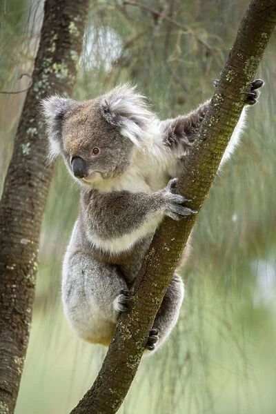 Koala - adult koala clings to the branch of an eucalypt tree and is about to climb down to change its feeding and sleeping tree - Otway National Park, Victoria, Australia