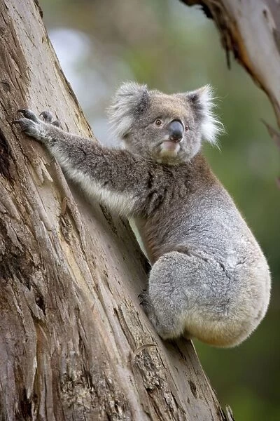 Koala - adult koala clings to the trunk of an eucalypt tree and is about to get down to change its feeding and sleeping tree - Otway National Park, Victoria, Australia