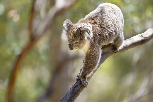 Koala - adult walks artistically on branches high up in the eucalypt trees of a tall forest - Otway National Park, Victoria, Australia