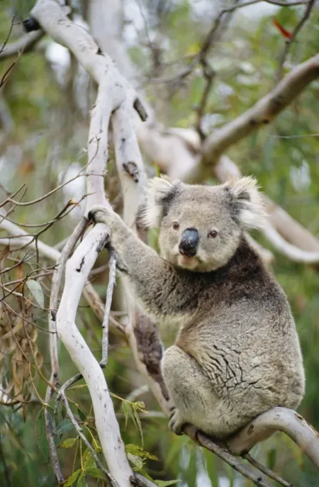Framed Print : Koala Australia Framed Print : Koala Australia