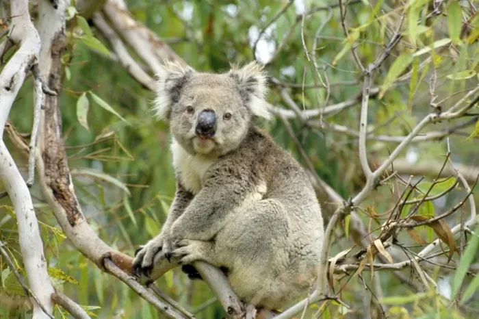 Framed Print : Koala - Australia Framed Print : Koala - Australia