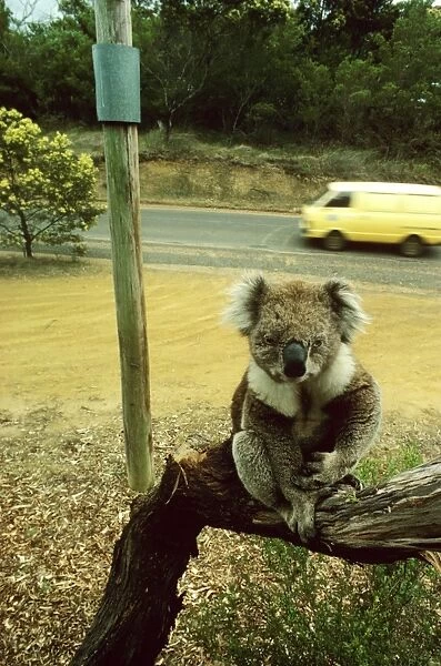 Koala - Blind koala sitting on branch. Power poles are ‘collared to avoid electrocuting koalas. Cars are an additional danger for this blind koala. Phillip Island, Victoria, Australia JPF01059