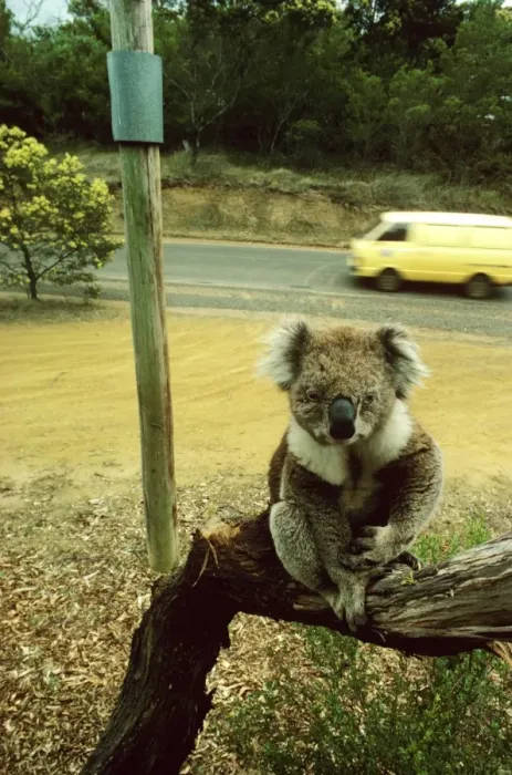 Framed Print : Koala - Blind koala sitting on branch. Power poles are ‘collared to avoid electrocuting koalas. Cars are an additional danger for this blind koala. Phillip Island, Victoria, Australia JPF01059 Framed Print : Koala - Blind koala sitting on branch. Power poles are ‘collared to avoid electrocuting koalas. Cars are an additional danger for this blind koala. Phillip Island, Victoria, Australia JPF01059