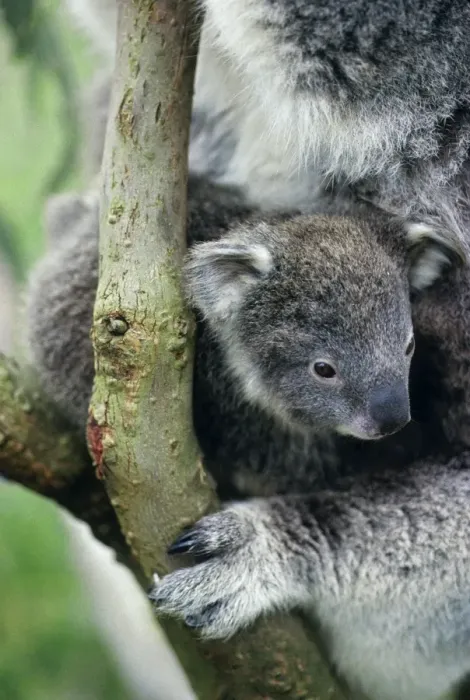 Framed Print : Koala - cub Australia Framed Print : Koala - cub Australia