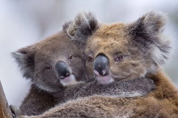 Koala - cute portrait of mother and child embracing each other lovingly. They look very happy and content - Otway National Park, Victoria, Australia