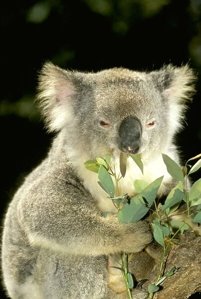 Koala- Eating, Australia JPF29876