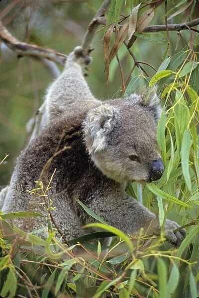 Koala - Eating eucalpytus leaves Australia