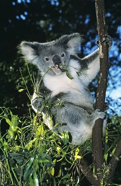Koala Feeding on Eucalyptus leaves Dist: Eastern Australia