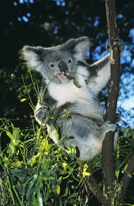 Framed Print : Koala Feeding on Eucalyptus leaves Dist: Eastern Australia Framed Print : Koala Feeding on Eucalyptus leaves Dist: Eastern Australia