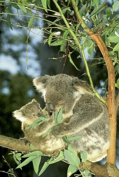 Koala - Female and young in tree - Australia JPF29799