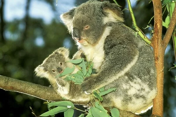 Koala - Female and young in tree - Australia JPF29803