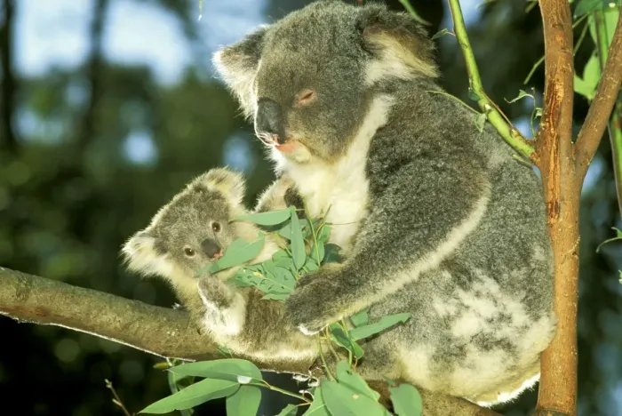 Framed Print : Koala - Female and young in tree - Australia JPF29803 Framed Print : Koala - Female and young in tree - Australia JPF29803
