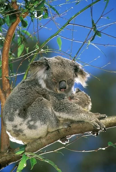 Koala - Female and young in tree - Australia JPF29808