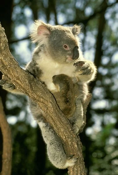 Koala - Female and young in tree - Australia JPF29870