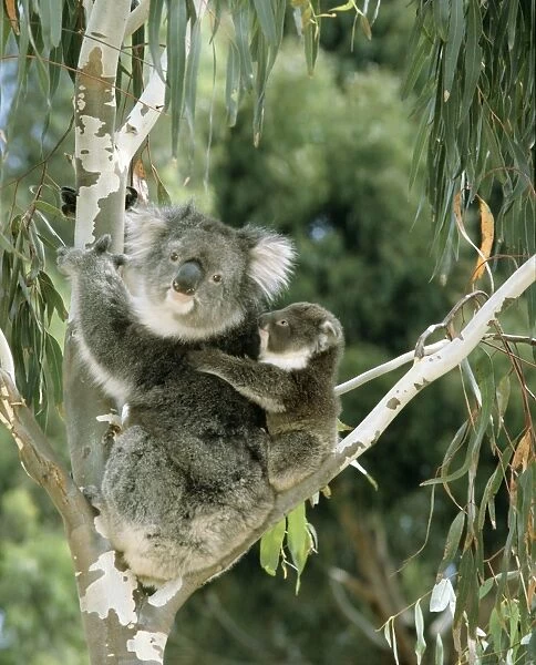 Koala - Female and young in tree - Kangaroo Island, South Australia JPF04171