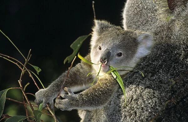 Koala - joey feeding on eucalyptus leaves. Dist: Eastern Australia