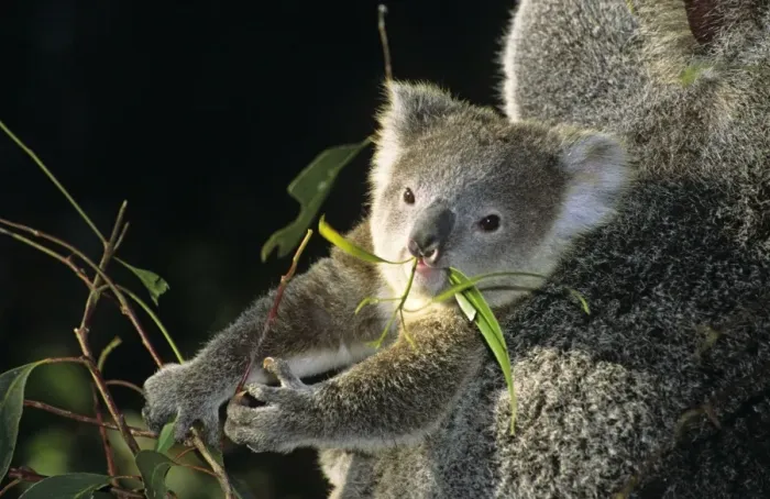 Framed Print : Koala - joey feeding on eucalyptus leaves. Dist: Eastern Australia Framed Print : Koala - joey feeding on eucalyptus leaves. Dist: Eastern Australia