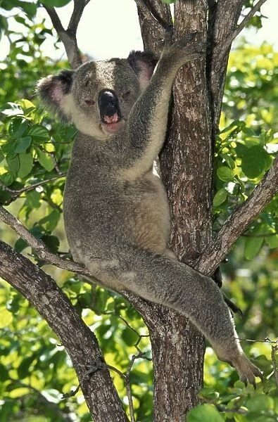 Koala - a large marsupial that feeds almost exclusively on only a few species of eucalypt leaves Magnetic Island, Great Barrier Reef, Queensland, Australia SPE00661