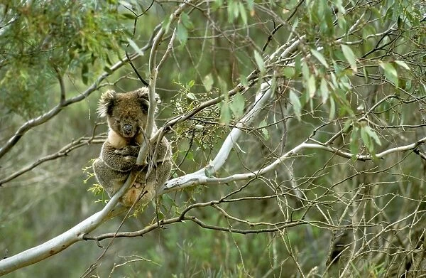 Koala - Male in tree, Kangaroo Island, South Australia JPF41004