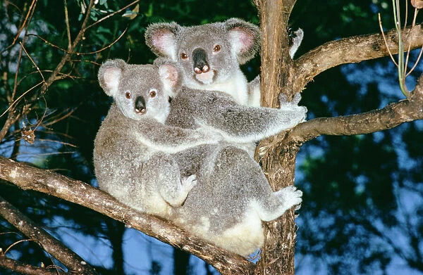 Koala - mother & baby