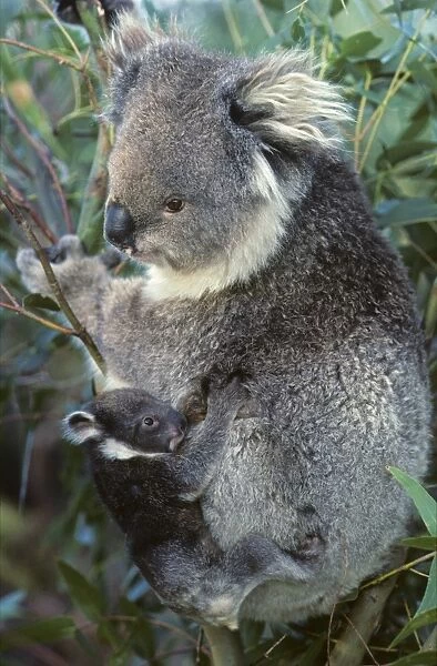Koala - Mother and baby Australia