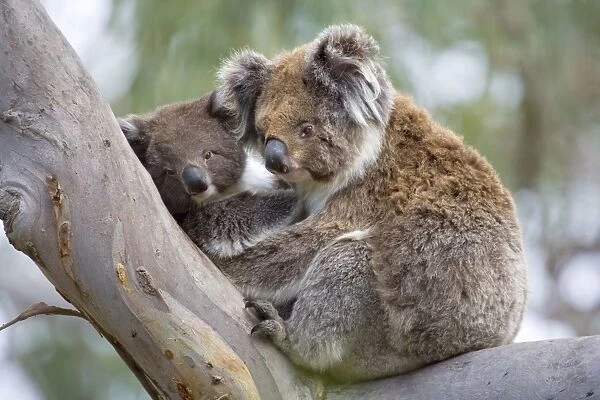 Koala - mother and child in a cute cuddling position. The young, also called joey, lays in its mother's arms in a comfortable looking tree fork of an old eucalypt tree - Otway National Park, Victoria, Australia