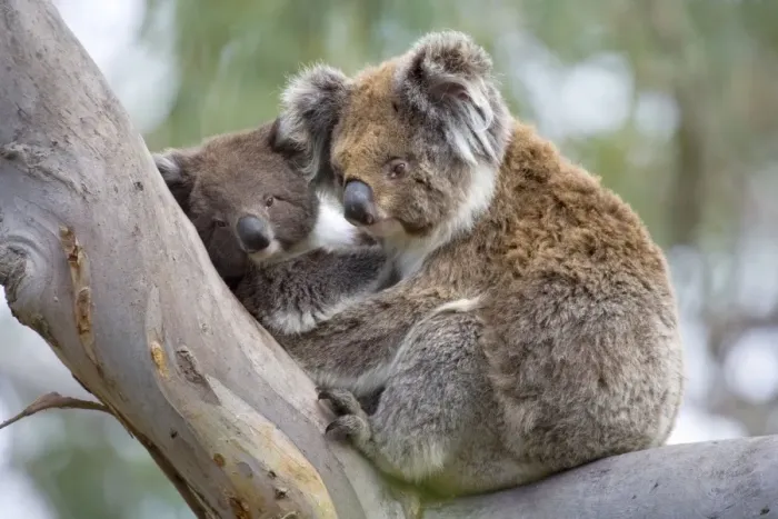 Framed Print : Koala - mother and child in a cute cuddling position. The young, also called joey, lays in its mother's arms in a comfortable looking tree fork of an old eucalypt tree - Otway National Park, Victoria, Australia Framed Print : Koala - mother and child in a cute cuddling position. The young, also called joey, lays in its mother's arms in a comfortable looking tree fork of an old eucalypt tree - Otway National Park, Victoria, Australia