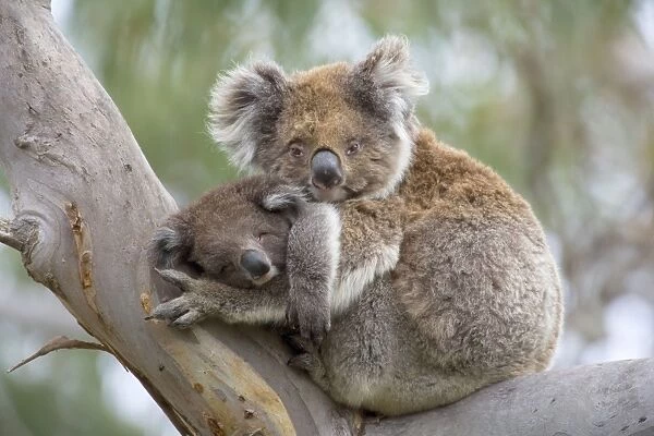 Koala - mother and child in a cute cuddling position. The young, also called joey, sleeps in its mother's arms in a comfortable looking tree fork of an old eucalypt tree - Otway National Park, Victoria, Australia