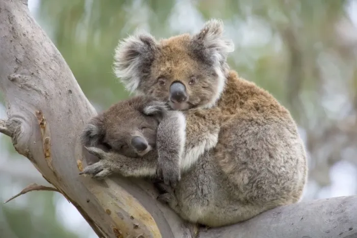 Framed Print : Koala - mother and child in a cute cuddling position. The young, also called joey, sleeps in its mother's arms in a comfortable looking tree fork of an old eucalypt tree - Otway National Park, Victoria, Australia Framed Print : Koala - mother and child in a cute cuddling position. The young, also called joey, sleeps in its mother's arms in a comfortable looking tree fork of an old eucalypt tree - Otway National Park, Victoria, Australia
