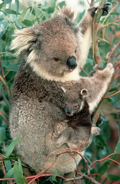 Koala Mother & Young, Australia