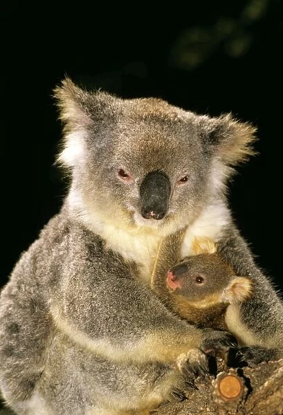 Koala - mother and young, Australia JPF29887