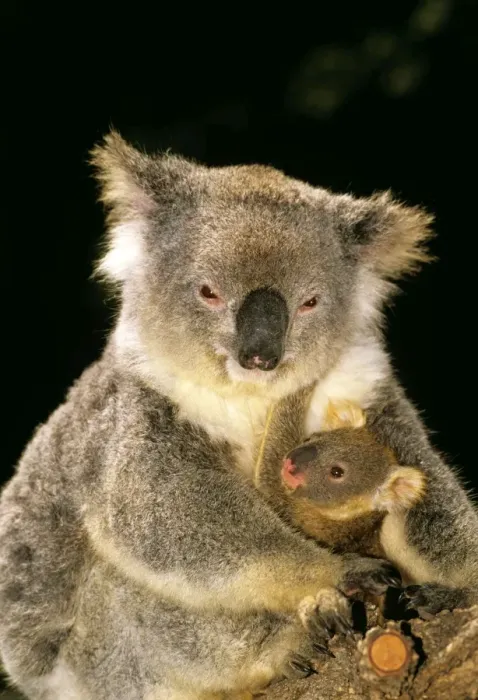 Framed Print : Koala - mother and young, Australia JPF29887 Framed Print : Koala - mother and young, Australia JPF29887