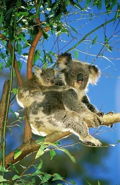 Koala - mother and young in eucalyptus tree Australia JPF29806