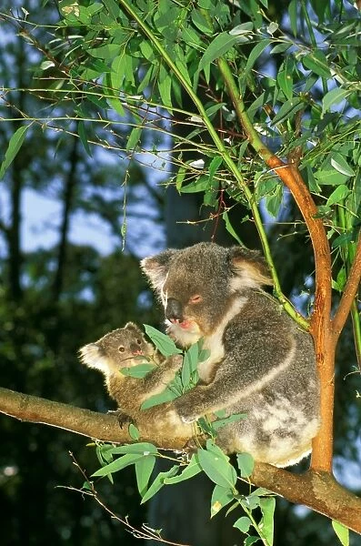 Koala - Mother and young feeding in eucalyptus tree - Australia JPF29797