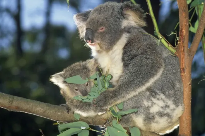 Framed Print : Koala - parent & young Framed Print : Koala - parent & young
